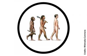Teoria da Evolução ainda é cercada por interpretações equivocadas