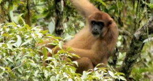 Espécie de primata contribui para a conservação de água potável