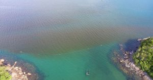 Maré vermelha traz microalga incomum e com potencial tóxico ao litoral de SP