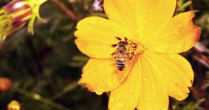 Mistura de agrotóxicos encurta vida e altera comportamento de abelhas