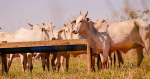 Óleos essenciais de tomilho e de orégano reduzem metano emitido pelo gado