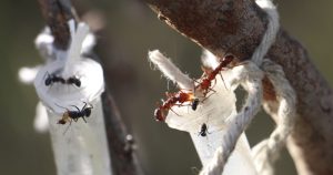 Quanto melhor o néctar da planta, mais agressiva é a formiga que a defende