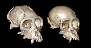Reconstrução de crânios em 3D esclarece evolução de macacos do Novo Mundo