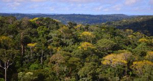 Processo de “savanização” da Floresta Amazônica já é realidade e pode atingir ponto crítico até 2050