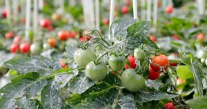 Pesquisa resgata gene do tomate selvagem para aumentar valor nutricional do fruto