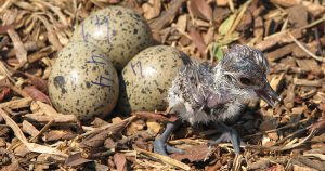 Debate na “Science”: biólogos refutam maior predação de ovos em aves no Ártico