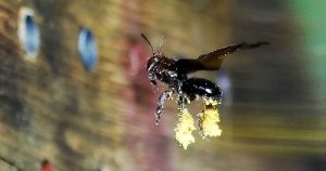Corredor ecológico próximo à zona urbana é favorável a abelhas e vespas
