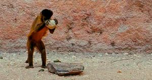 O distinto comportamento dos macacos-prego brasileiros