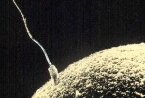 Espermatozoide tem função mais importante na evolução do que se sabia