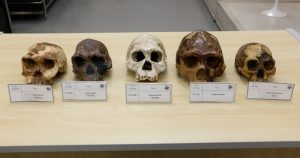 Réplicas de cinco crânios antigos que pertencem às espécies Homo habilis, Homo erectus e Homo floresiensis