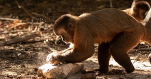 Ferramentas de pedra são usadas por macacos-prego há 3 mil anos