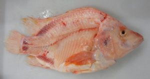 Resíduos do pescado são aproveitados para produzir suplemento alimentar