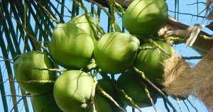 Fruto do coqueiro-da-bahia tem substância promissora contra vírus HSV-1