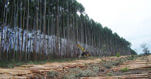 Brasil é pioneiro em incentivo financeiro contra desmatamento, mas enfrenta desafios