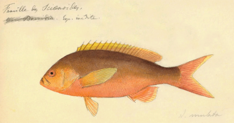 As espécies foram desenhadas em todos os seus detalhes - Foto: Reprodução/ Livro: Peixes do Brasil