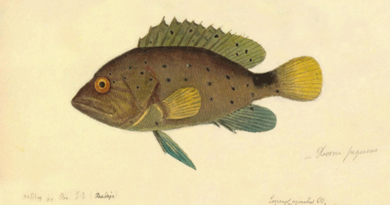 O livro traz um conjunto completo de aquarelas de peixes marinhos e de água doce - Foto: Reprodução/ Livro: Peixes do Brasil
