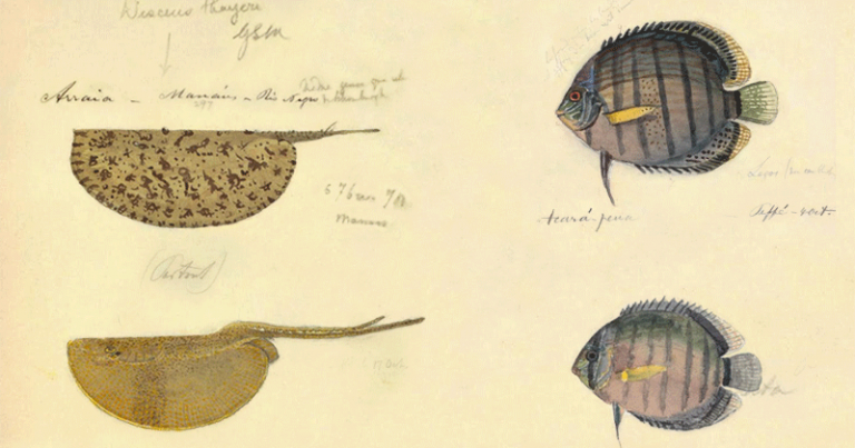 Perfeccionista, Burkhardt se preocupou em reproduzir os detalhes das espécies - Foto: Reprodução/ Livro: Peixes do Brasil