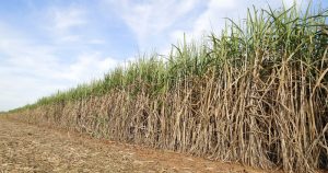 Produção brasileira de etanol pode deslanchar