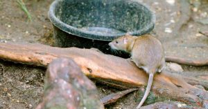 Ratos infestam a maior metrópole do País