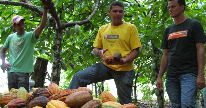 Encontro de agricultores para troca de experiências a fim de melhorar a qualidade da produção de cacau no sudeste do Pará