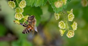 Ações humanas influenciam na existência de abelhas e vespas solitárias