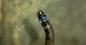 Descoberto o primeiro inseto sul-americano que emite luz azul