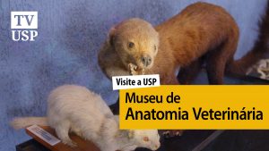 Visite a USP: museu ajuda a descobrir anatomia dos animais