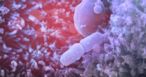 Resposta imune ajuda a identificar bactéria que causa problema renal