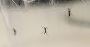 Apesar de transmissão sexual, principal vetor da dengue é mosquito