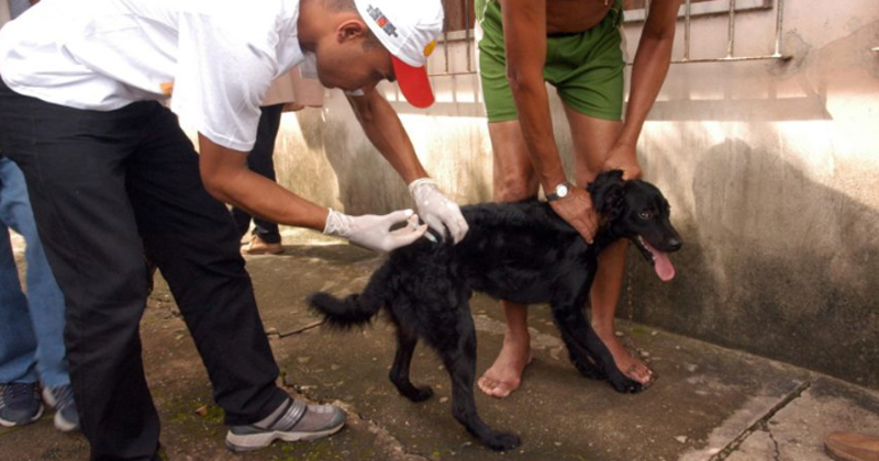 Funcionário da prefeitura aplica vacina em cachorro enquanto o dono segura seu bicho de estimação 