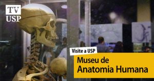 Visite a USP: museu permite viajar pelo corpo humano