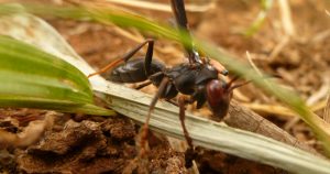 Pare de matar vespas e diminua o uso de pesticidas no campo e no jardim