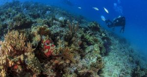 Óleo no Nordeste: ao menos os corais sobreviveram
