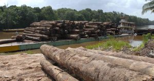 História indica que desmatamento na Amazônia ocorre de forma desorganizada