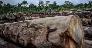 Recorde de desmatamento em terras indígenas tem a ver com desmonte de órgãos de fiscalização