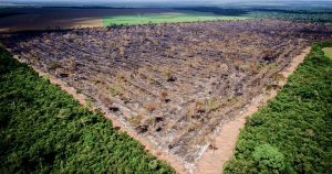Ações de combate ao desmatamento amazônico são urgentes