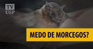 Precisamos ter medo dos morcegos?