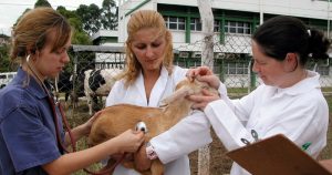 Criado há 100 anos, curso de Veterinária da USP vai além do cuidado com animais