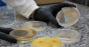 Esponjas e fungos produzem substâncias promissoras contra câncer e malária