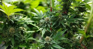 Regulamentação da “Cannabis” medicinal facilita acesso de pacientes