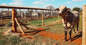 Pecuária regenerativa pode recuperar 70% das pastagens degradadas ao redor do mundo