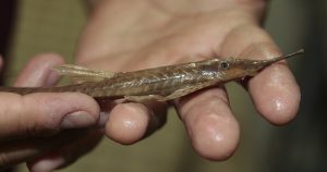 Acervo brasileiro ajuda na descoberta de nova espécie de peixe em rio argentino