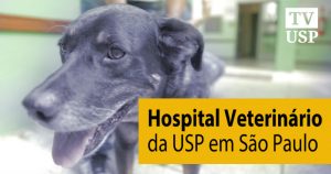 De cachorro a cavalo, animais recebem tratamento em hospital da USP