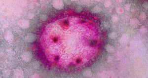 Doutorando da USP desenvolve teste genético para vírus que causa febre hemorrágica