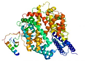 O gene ACE2 expressa o RNA mensageiro que orienta a produção da enzima usada pelo novo coronavírus para infectar as células do pulmão - Imagem: Emw - Own work - Creative Commons CC BY-SA 3.0