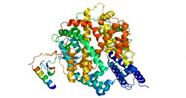 O gene ACE2 expressa o RNA mensageiro que orienta a produção da enzima usada pelo novo coronavírus para infectar as células do pulmão - Imagem: Wikimedia Commons

Um gene bastante ativo nos pulmões de pessoas que sofrem de problemas crônicos como hipertensão e doença pulmonar obst