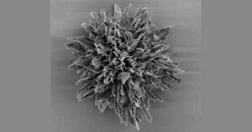 Partícula sintetizada pelos pesquisadores durante o estudo, vista em imagem de microscopia eletrônica; descoberta poderá auxiliar cientistas a entender a estrutura de vírus como o da covid-19  - Foto: Divulgação