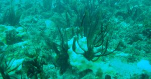 Pesquisadores norte-americanos revelaram que pequenos crustáceos podem fertilizar algas marinhas