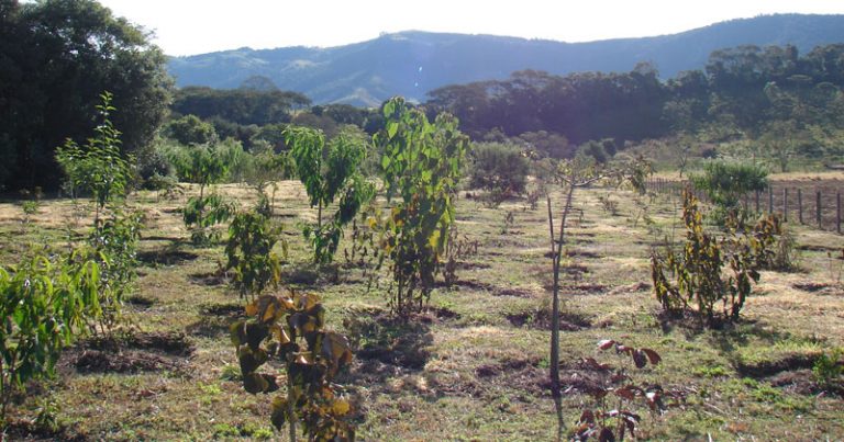Plantio de árvores nativas para a recuperação de uma mata ciliar em Extrema,MG. Crédito: arquivo pessoal do pesquisador
