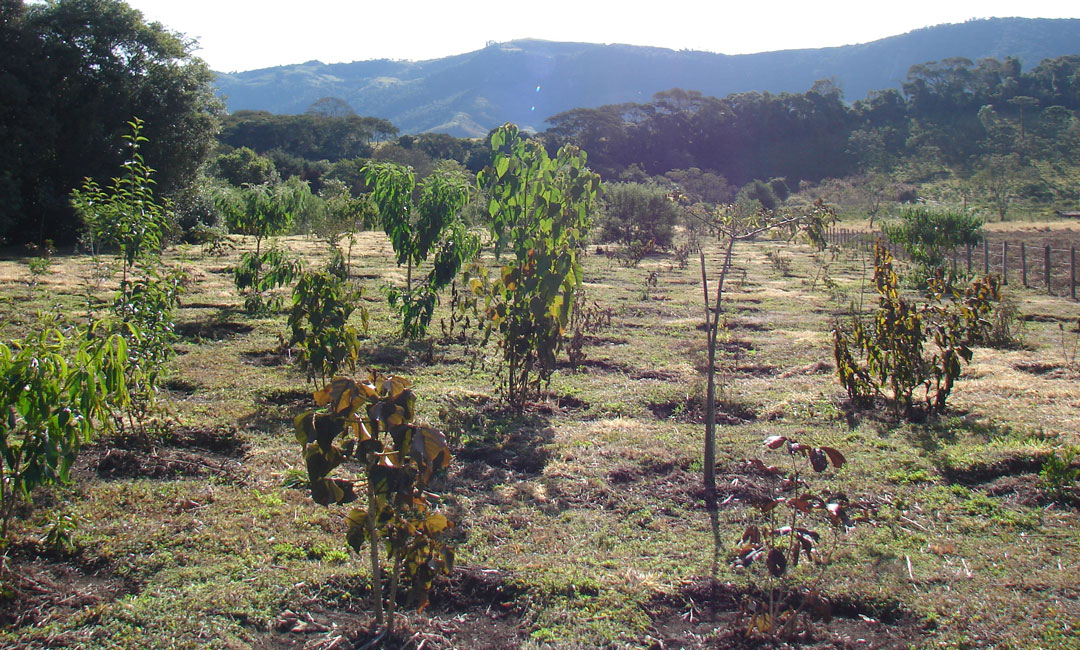Plantio de árvores nativas para a recuperação de uma mata ciliar em Extrema,MG. Crédito: arquivo pessoal do pesquisador